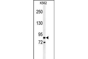 Western blot analysis of AVIL Antibody (N-term) (ABIN650952 and ABIN2840008) in K562 cell line lysates (35 μg/lane). (Advillin anticorps  (N-Term))