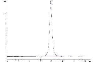 The purity of Cynomolgus CD24 is greater than 95 % as determined by SEC-HPLC. (CD24 Protein (AA 27-54) (Fc Tag))