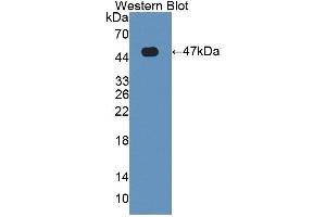 Western blot analysis of the recombinant protein. (HFE2 anticorps  (AA 36-200))
