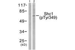 Western blot analysis of extracts from 293 cells treated with EGF 200ng/ml 30', using Shc (Phospho-Tyr349) Antibody. (SHC1 anticorps  (pTyr349))