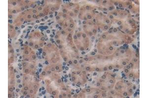 Detection of MK in Mouse Kidney Tissue using Polyclonal Antibody to Midkine (MK) (Midkine anticorps  (AA 22-140))
