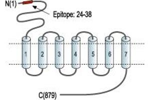 anti-Glutamate Receptor, Metabotropic 3 (GRM3) (Extracellular), (N-Term) antibody