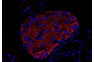 Indirect immunostaining of an islet of Langerhans in a paraffin embedded mouse pancreas section (dilution 1 : 200; red).