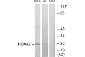 Western blot analysis of extracts from COLO205/Jurkat cells, using HOXA7 Antibody. (HOXA7 anticorps  (AA 91-140))