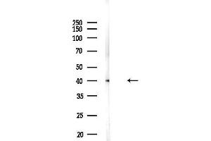 anti-Deoxyribonuclease II beta (DNASE2B) (C-Term) antibody