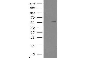 Image no. 1 for anti-TRAF Interacting Protein (TRAIP) (AA 67-313) antibody (ABIN1491634) (TRAIP anticorps  (AA 67-313))