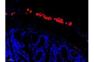 Immunofluorescent analysis of paraffin embedded mouse colon using peripherin (ABIN7075012) at dilution of 1: 1600
