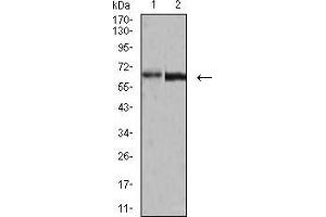 Western blot analysis using VP2 mouse mAb against A431 (1) and BCBL-1 (2) cell lysate. (VP2 (AA 296-438) anticorps)