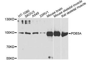 Western blot analysis of extracts of various cell lines, using PDE5A antibody. (PDE5A anticorps  (AA 1-150))