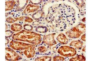 Immunohistochemistry of paraffin-embedded human kidney tissue using ABIN7152544 at dilution of 1:100