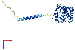 AlphaFold protein structure predicition of Mouse Recombinant Gpx8 Protein, UniprotID Q9D7B7