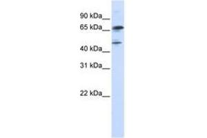 Image no. 1 for anti-Forkhead Box P4 (FOXP4) (N-Term) antibody (ABIN6742911)
