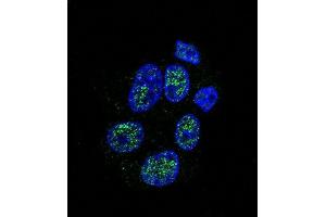 Confocal immunofluorescent analysis of eNos Antibody  (ABIN655773 and ABIN2845211) with HepG2 cell followed by Alexa Fluor 488-conjugated goat anti-rabbit lgG (green). (ENOS anticorps  (AA 1156-1183))