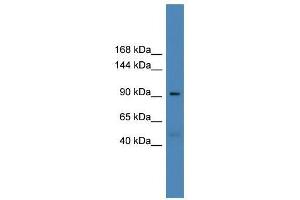 USP20 antibody used at 0.