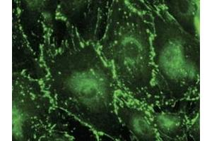 Immunofluorescence (IF) image for anti-Gap Junction Protein, alpha 1, 43kDa (GJA1) (C-Term) antibody (ABIN1440033) (Connexin 43/GJA1 anticorps  (C-Term))