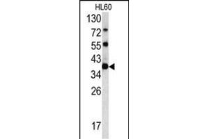Western blot analysis of CLNS1A antibody (C-term) (ABIN390419 and ABIN2840807) in HL60 cell line lysates (35 μg/lane). (CLNS1A anticorps  (C-Term))