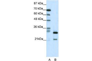 WB Suggested Anti-HMOX2 Antibody Titration: 0. (HMOX2 anticorps  (N-Term))
