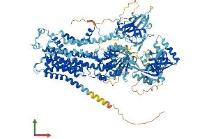 AlphaFold protein structure predicition of Human Recombinant ATP11C Protein, UniprotID Q8NB49