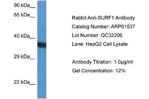 Western Blotting (WB) image for anti-Surfeit 1 (SURF1) (N-Term) antibody (ABIN2788832) (SURF1 anticorps  (N-Term))