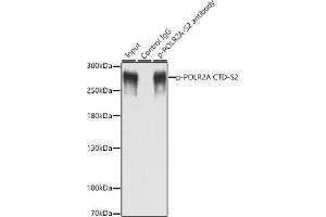 Immunoprecipitation analysis of 200 μg extracts of MCF-7 cells, using 3 μg Phospho-POLR2A CTD-S2 antibody (ABIN6135286, ABIN6136194, ABIN6136195 and ABIN6225651). (POLR2A/RPB1 anticorps  (pSer2))