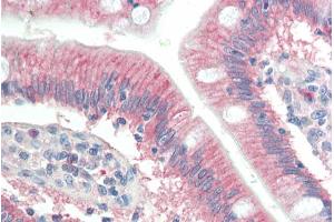 ABIN184919 (10µg/ml) staining of paraffin embedded Human Small Intestine.