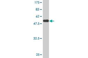 Western Blot detection against Immunogen (58.