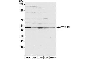anti-Family with Sequence Similarity 105, Member B (FAM105B) (AA 75-125) antibody