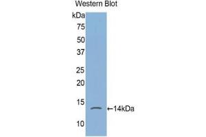 Detection of recombinant FKBP1A using Polyclonal Antibody to FK506 Binding Protein 1A (FKBP1A) (FKBP1A anticorps  (AA 2-108))