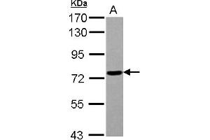 Western Blotting (WB) image for anti-Polymerase (RNA) III (DNA Directed) Polypeptide E (80kD) (POLR3E) (AA 89-323) antibody (ABIN1500341) (POLR3E anticorps  (AA 89-323))