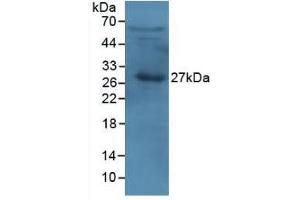 Western Blot; Sample: Human Serum. (APOA1 anticorps  (AA 122-267))