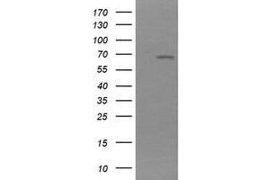 Image no. 2 for anti-NADPH Dependent Diflavin Oxidoreductase 1 (NDOR1) antibody (ABIN1499655) (NDOR1 anticorps)