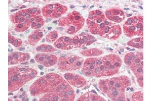 Human Adrenal (formalin-fixed, paraffin-embedded) stained with PSENENat 5 µg/ml followed by biotinylated goat anti-rabbit IgG secondary antibody, alkaline phosphatase-streptavidin and chromogen. (PEN2 anticorps  (N-Term))