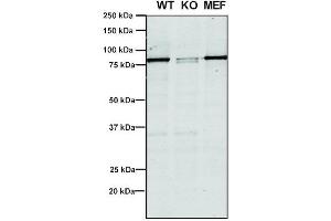 Western Blot analysis of Human, Mouse A549, MEF showing detection of VPS35 protein using Mouse Anti-VPS35 Monoclonal Antibody, Clone 5A9 (ABIN6932951). (VPS35 anticorps  (HRP))