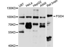 Western blot analysis of extracts of various cells, using FGD4 antibody. (FGD4 anticorps)