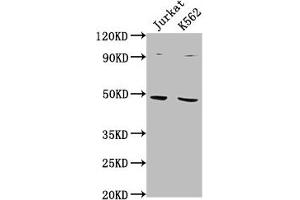 Western Blot Positive WB detected in: Jurkat whole cell lysate, K562 whole cell lysate All lanes: PSMD6 antibody at 1:2000 Secondary Goat polyclonal to rabbit IgG at 1/50000 dilution Predicted band size: 46, 42, 52 kDa Observed band size: 46 kDa (PSMD6 anticorps  (Regulatory Subunit 6))