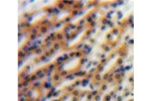Used in DAB staining on fromalin fixed paraffin-embedded Kidney tissue (Nephronectin anticorps  (AA 49-255))