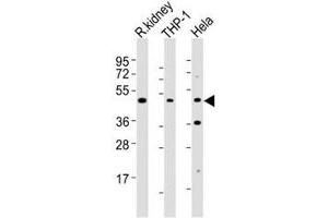 Western blot testing of BMP2 antibody at 1:2000 dilution. (BMP2 anticorps)