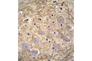 Immunohistochemistry analysis in formalin fixed and paraffin embedded human brain tissue reacted with followed by peroxidase conjugation of the secondary antibody and DAB staining. (PCDHGA1 anticorps  (Middle Region))