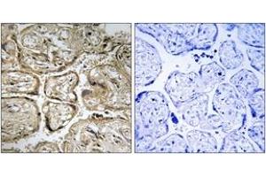 Immunohistochemistry analysis of paraffin-embedded human placenta, using CST9L Antibody. (CST9L anticorps  (AA 81-130))