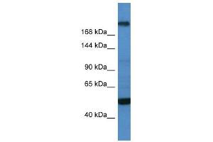 WB Suggested Anti-TCF20  Antibody Titration: 0. (TCF20 anticorps  (C-Term))