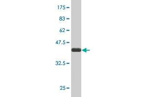 Western Blot detection against Immunogen (37.