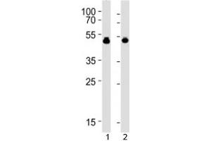 VASP antibody western blot analysis with 1) HUVEC and 2) THP-1 lysate (VASP anticorps  (AA 267-296))
