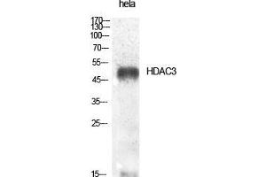 Western Blot (WB) analysis of specific cells using HDAC3 Polyclonal Antibody. (HDAC3 anticorps  (Tyr398))