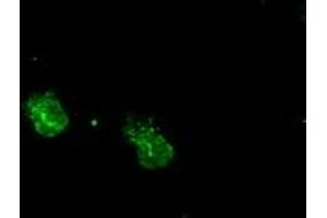 Anti-MAPK1 mouse monoclonal antibody (ABIN2452330) immunofluorescent staining of COS7 cells transiently transfected by pCMV6-ENTRY MAPK1 (RC204703). (ERK2 anticorps)