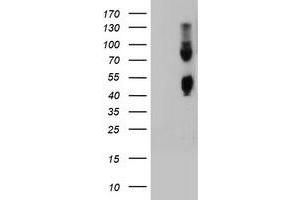 Image no. 1 for anti-Carboxypeptidase O (CPO) antibody (ABIN1497097) (CPO anticorps)