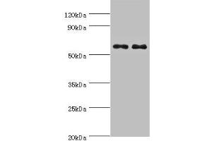 Western blot All lanes: NELFCD antibody at 8 μg/mL Lane 1: Jurkat whole cell lysate Lane 2: Hela whole cell lysate Secondary Goat polyclonal to rabbit IgG at 1/10000 dilution Predicted band size: 67, 23, 66 kDa Observed band size: 67 kDa (TH1-Like anticorps  (AA 346-590))