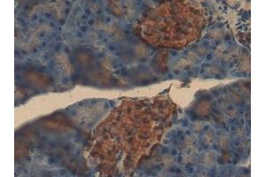 Detection of INS in Mouse Pancreas Tissue using Polyclonal Antibody to Insulin (INS)