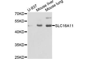 Western blot analysis of extracts of various cell lines, using SLC16A11 antibody. (SLC16A11 anticorps)