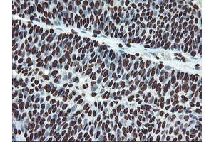 Image no. 9 for anti-O-Sialoglycoprotein Endopeptidase (OSGEP) (AA 1-335) antibody (ABIN1490751) (OSGEP anticorps  (AA 1-335))