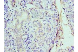 Immunohistochemistry of paraffin-embedded human salivary gland tissue using ABIN7149007 at dilution of 1:100 (CST1 anticorps  (AA 20-141))